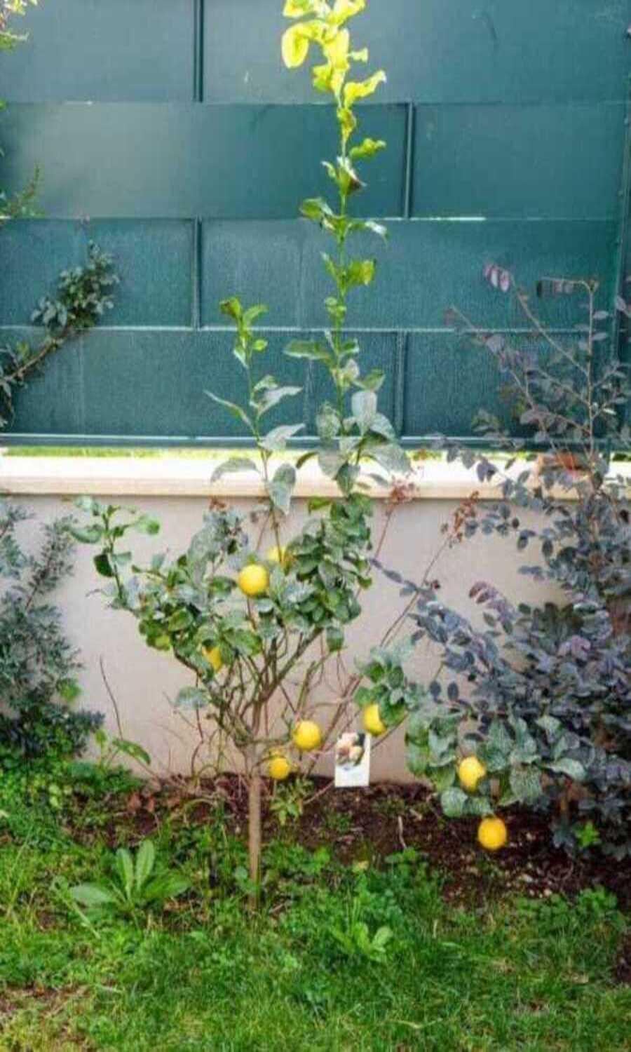 Il Giardino Di Limoni Vila Marino Exterior foto