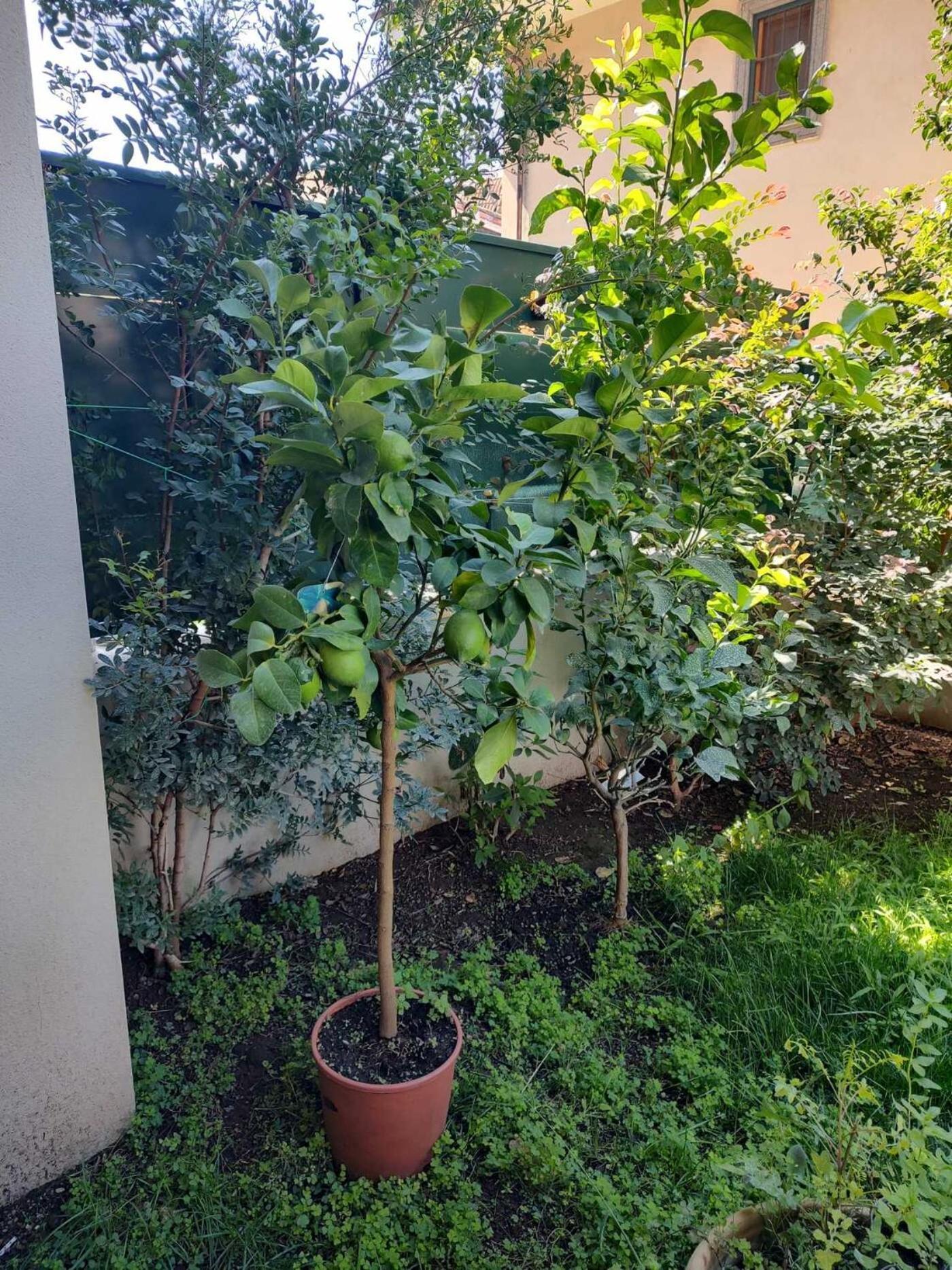 Il Giardino Di Limoni Vila Marino Exterior foto